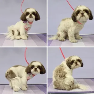 Miss Nala Before and After