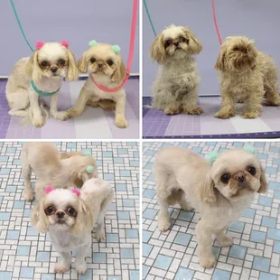 Paisley and Gidget Before and After