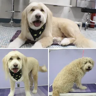 Gentle Giant Emmett Before and After