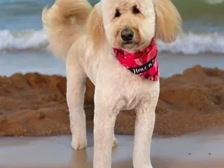 Poodles & Pals Holistic Pet Spaw