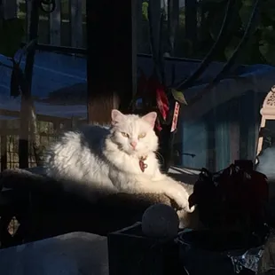 Ms Sassy was picked up from family leaving the litter behind. she reminds me of it everyday. They act different when they pick U.
