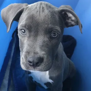 Cali after her vet visit :)