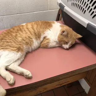 Fasha on his last leg, before miracle work was preformed by Baldwin Animal Hospital stellar staff