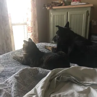 My pets Ella and Peyton