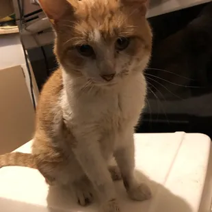 My baby Fasha was dying and by the grace God and the angels that  Baldwin Animal Hospital calls staff!!He lives. Thank You