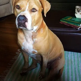 Lady Beast wants to thank Dr. Moody and his very kind staff.