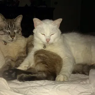 Ronin n Sassy want to Thank Dr. Kacy