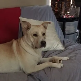 Charly aka Sir Charles at his best thanks to the Drs. at Baldwin