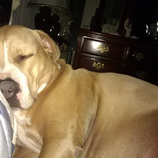 Lady, the Happy dog