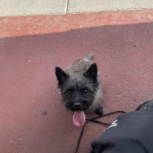 My little buddy! My AKC Grand Champion Cairn Terrier!