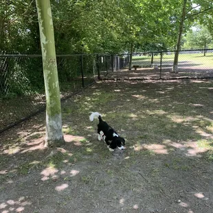 Small dog area shade