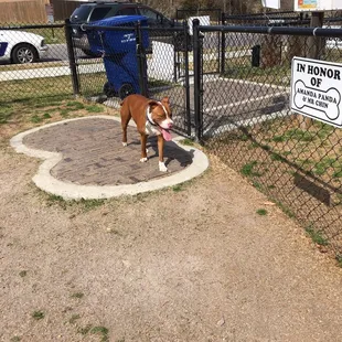Santana's first time at Bark Park and he loves it.