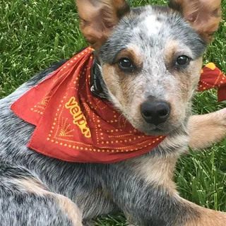 Dakota C.