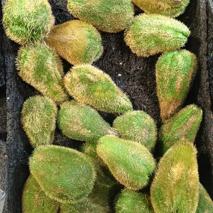 What the heck are these???