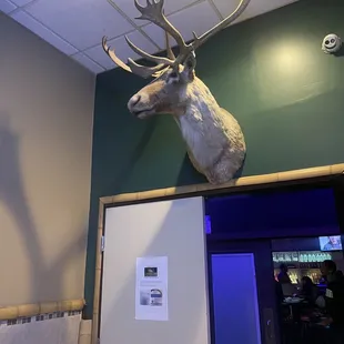 Taxidermy on the wall!