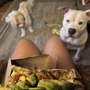 Teddy the mini poodle puppy, Brenda the Chihuahua, melty melt with avocado.