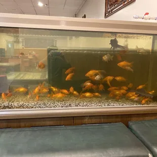 Big fish tank