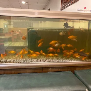 Big fish tank