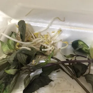 Noodle with basil and sprouts for P1. Pho Dac Biet