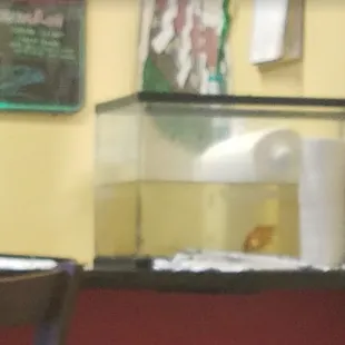 Goldfish at the bar in need of filtration and a tank clean.
