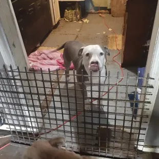 This is the dog he left that for