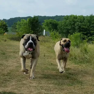 two dogs running in a field