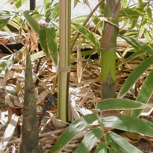 Giant Greenstripe Bamboo