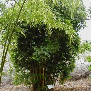 Greenstripe Blowpipe Bamboo