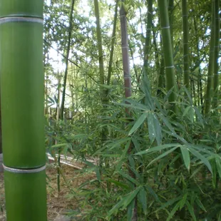 Elegant Bamboo