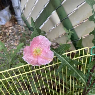 My garden during my stay