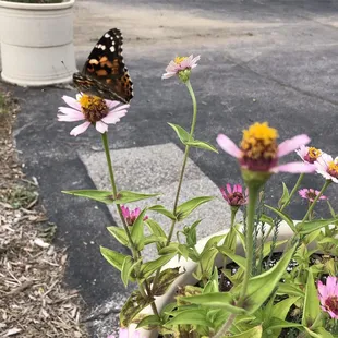 The happiest place for the butterflies