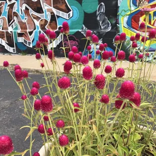 Loving this gomphrena!