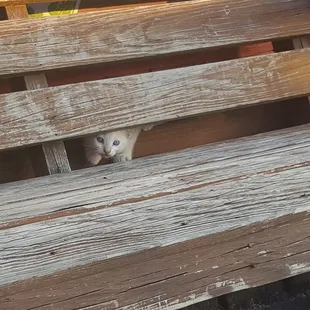 Kitty peeking out behind their bench!