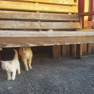 Momma and her kitties made a home under the patio!