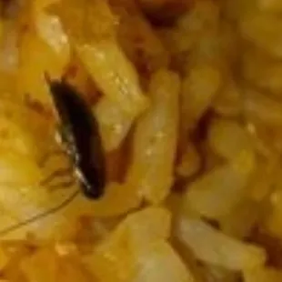 Cockroach found in rice