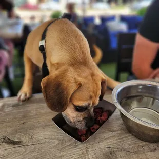 Kinzie pup enjoying skirt steak from the dog menu