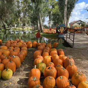 Even more pumpkins