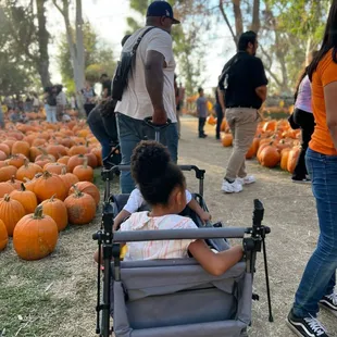 Pumpkin walk