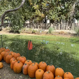 Tons of pumpkins!