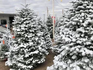 Frosty's Forest Christmas Trees - Bakersfield
