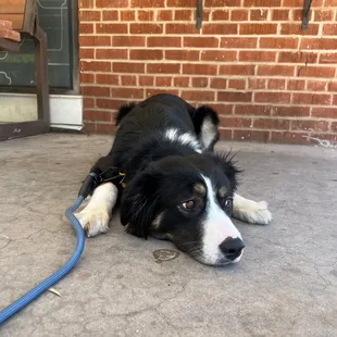 a dog laying on the ground