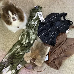 Part of the items I purchased!! (Doggie was not included )