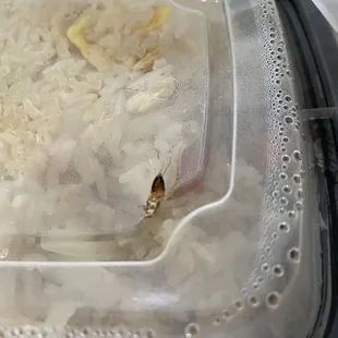 A cockroach came in my carry out...