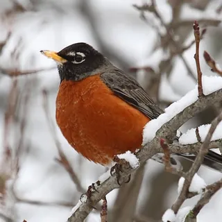 Robins X.