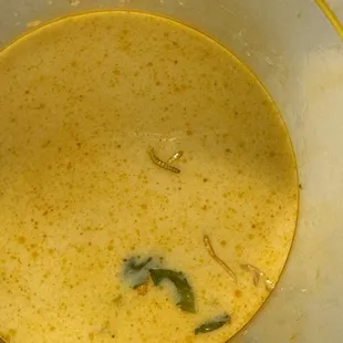 Maggot in red curry