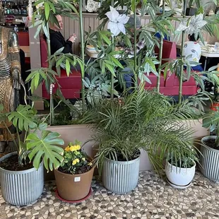 a variety of potted plants