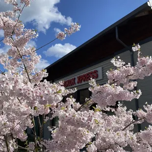 Beautiful cherry blossoms in the spring