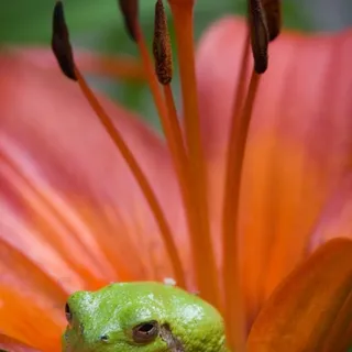 G M.