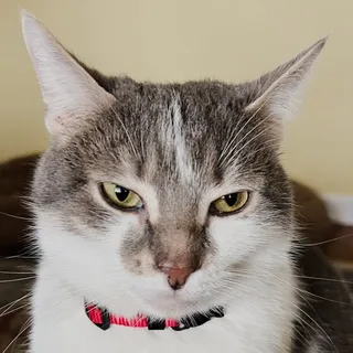 L. M.