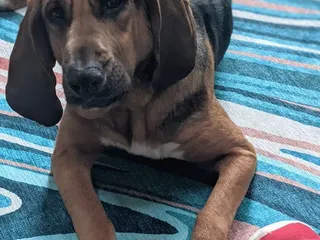 Broadway Veterinary Clinic